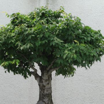 Zelkova serrata Green Vase