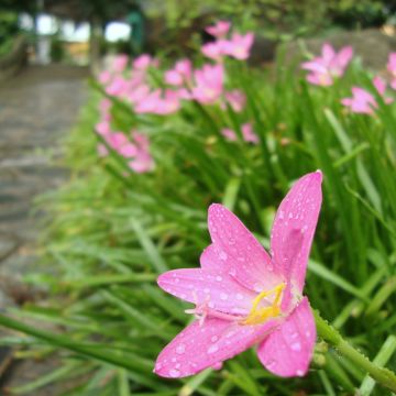 Zephyrantes rosea