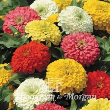 Zinnia elegans Magellan Mixed F1 Hybrid Seeds