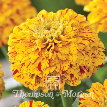 Zinnia elegans Pop Art Golden & Red