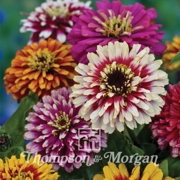 Zinnia elegans Whirlygig Mixed Seeds