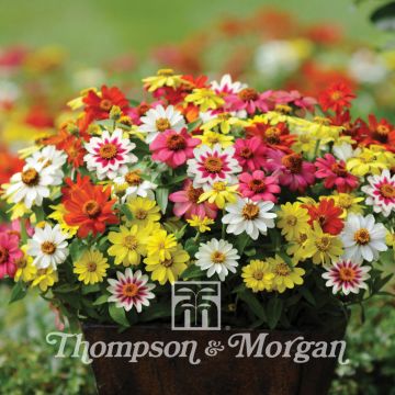 Zinnia marylandica Zahara Mixed Seeds