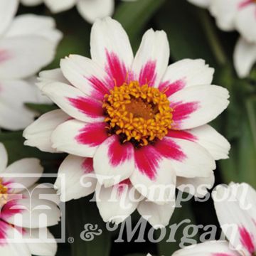 Zinnia marylandica Zahara Starlight Rose Seeds