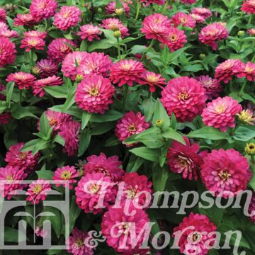 Zinnia marylandica Double Zahara Strawberry - Zinnia du Maryland