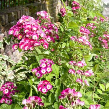 Rosa Rosanatura Bicolore - Hybrid Musk Rose