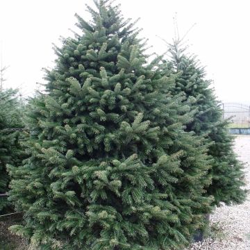 Christmas tree Nordmann Fir - Abies nordmanniana