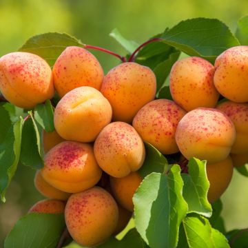 Prunus armeniaca Fruit Me Apricot Me Pending - Apricot Tree