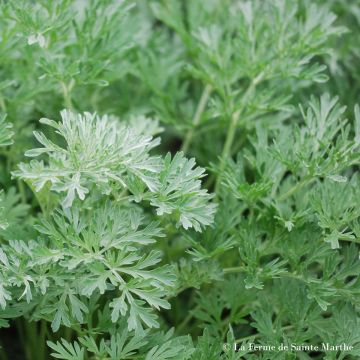 Common Wormwood - Ferme de Sainte Marthe seeds