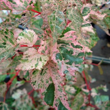 Acer conspicuum Red Flamingo - Maple