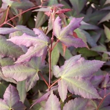 Acer palmatum Mystic Jewel - Japanese Maple