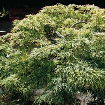 Acer palmatum Dissectum - Japanese Maple