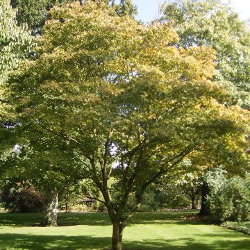 Acer palmatum Osakazuki - Japanese Maple