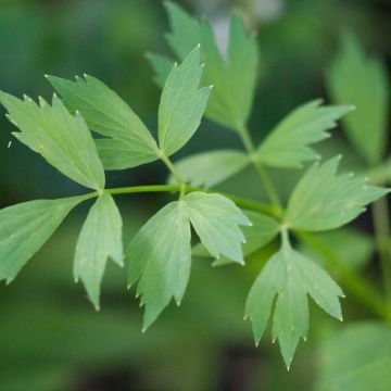 Lovage - Levisticum officinalis - Ferme de Sainte Marthe seeds