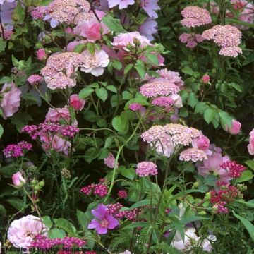 Achillea millefolium Apfelblüte