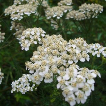 Achillea millefolium Heinrich Vogeler