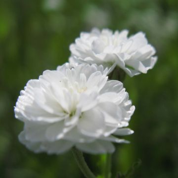 Achillea ptarmica The Pearl