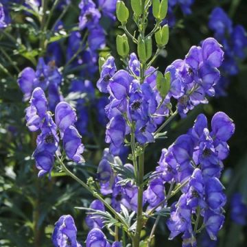 Aconitum cammarum Blue Lagoon