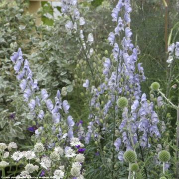 Aconitum Stainless Steel