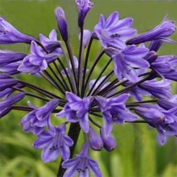 Agapanthus Black Buddhist