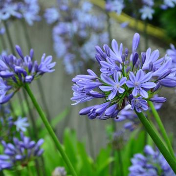 Agapanthus Blue Giant