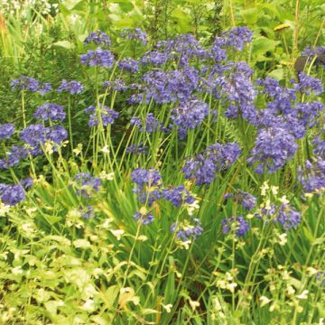 Agapanthus Headbourne Blue