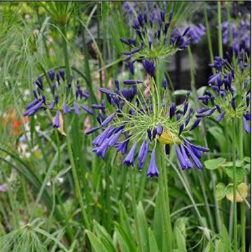 Agapanthus inapertus Nigrescens