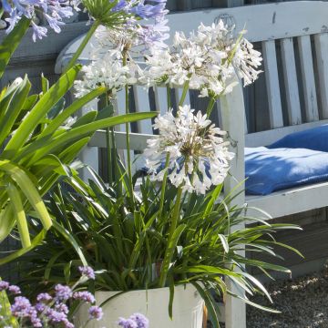 Agapanthus  africanus Polar Ice