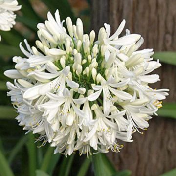 Agapanthus africanus Albus