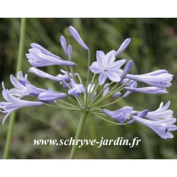 Agapanthus Streamline