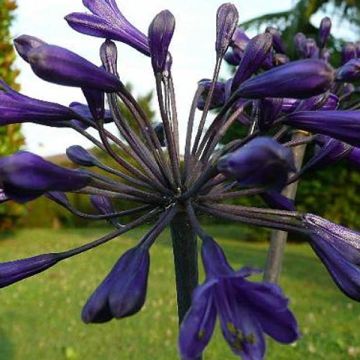 Agapanthus Back in Black