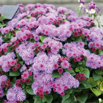 Ageratum houstonianium Ageratum Cushion Violet - Bluemink