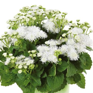 Ageratum houstonianium Cushion White - Bluemink