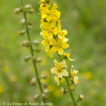 Agrimony - Ferme de Sainte Marthe seeds