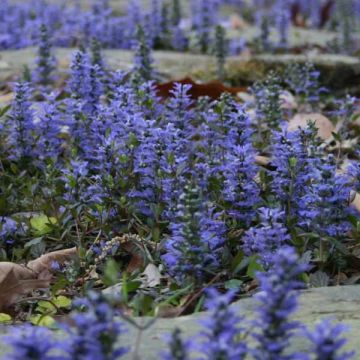 Bugle rampante - Ajuga reptans