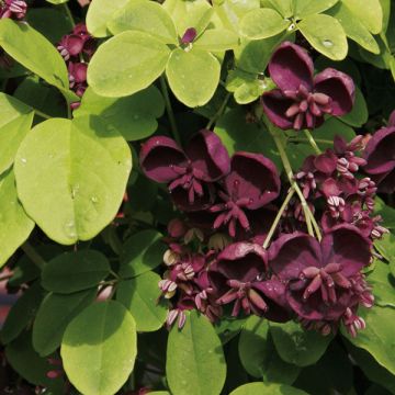 Akebia quinata - Chocolate Vine