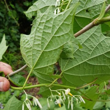 Alangium chinense