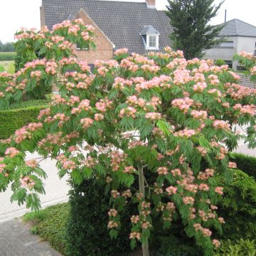 Albizia julibrissin Tropical Dream