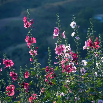 Alcea rosea 'Simplex'