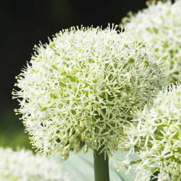 Ail d'ornement - Allium karataviense Ivory Queen