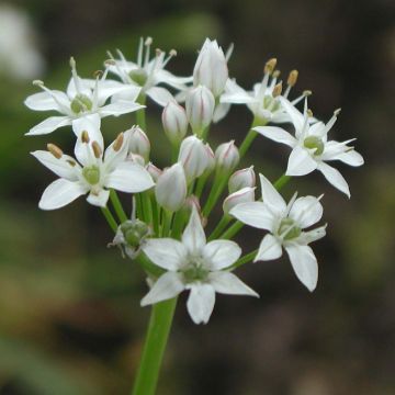 Garlic Chives - Allium tuberosum