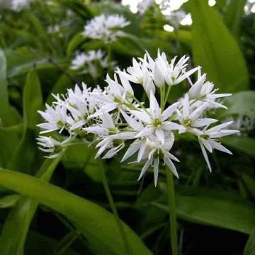 Allium ursinum tubers