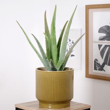 Aloe vera 