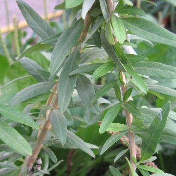 Argentinian Verbena - Aloysia polystachya