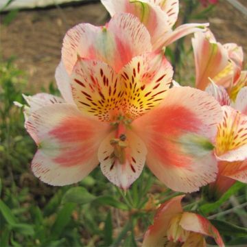 Alstroemeria  uc d'Anjou Jean