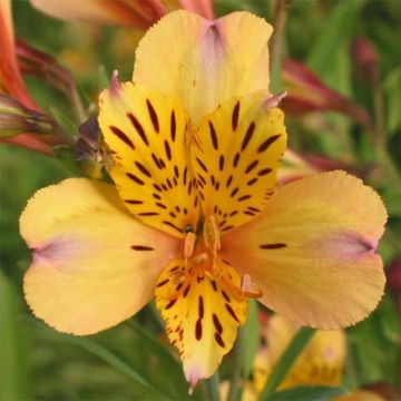 Alstroemeria Duc d'Anjou Nicolas