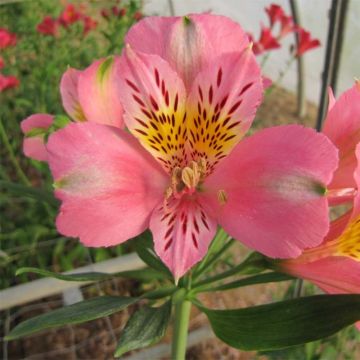 Alstroemeria Duc d'Anjou Pierre