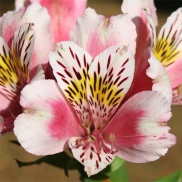 Alstroemeria Duc d'Anjou William