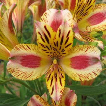 Alstroemeria Duchesses d'Anjou Marguerite