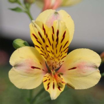 Alstroemeria  Majestic Layon