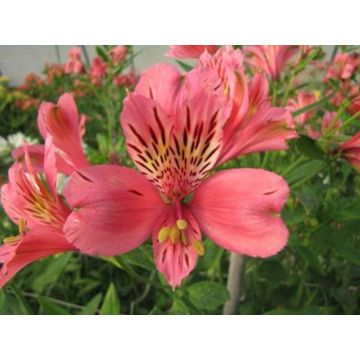 Alstroemeria Majestic Marcé